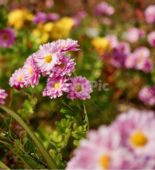 배경,핑크,꽃,국화,정원,식물,아름다움,꽃잎,자연,background,pink,flower,chrysanthemum,garden,plant,beauty,petal,nature,식물,자연,plants,nature,꽃,flower
