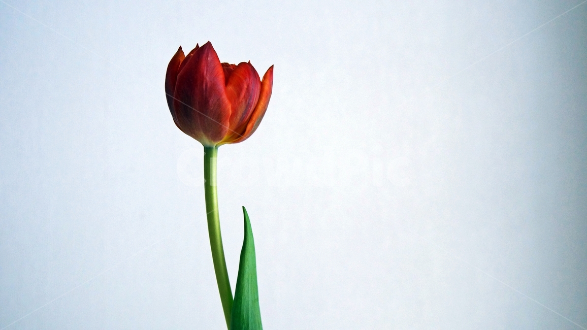 식물,꽃,튤립,빨강,plant,flower,tulip,red,식물,자연,plants,nature,꽃,flower