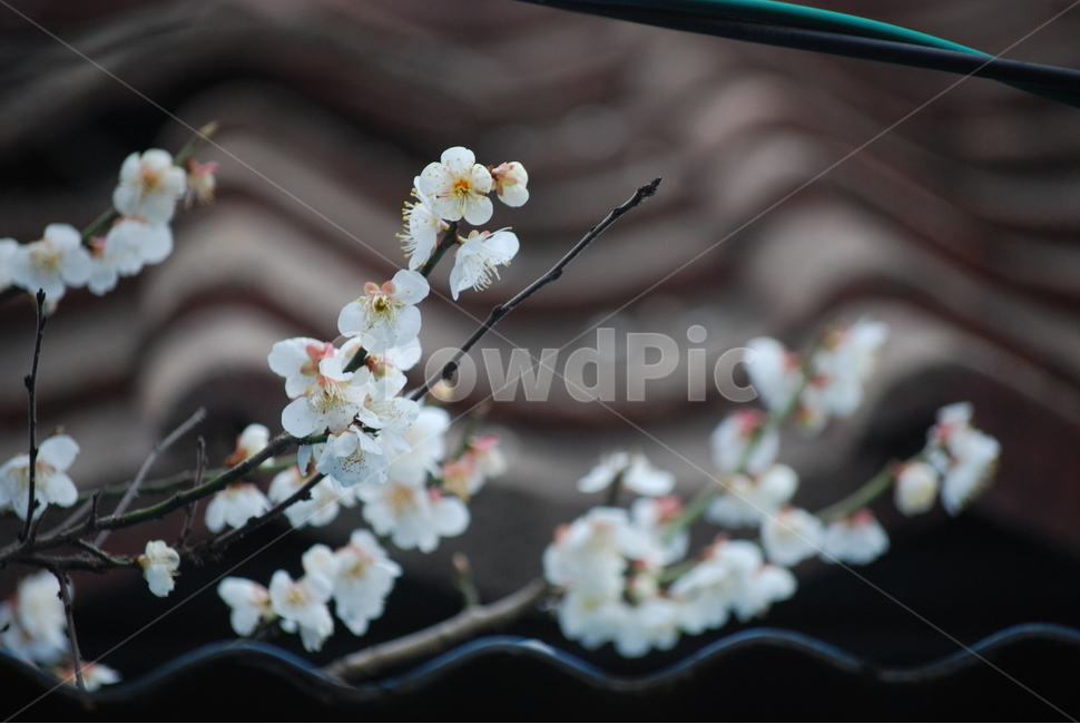꽃,벚꽃,매화,봄,겨울,봄꽃,겨울꽃,꽃잎,flower,cherryblossom,spring,winter,식물,자연,plants,nature,꽃,flower