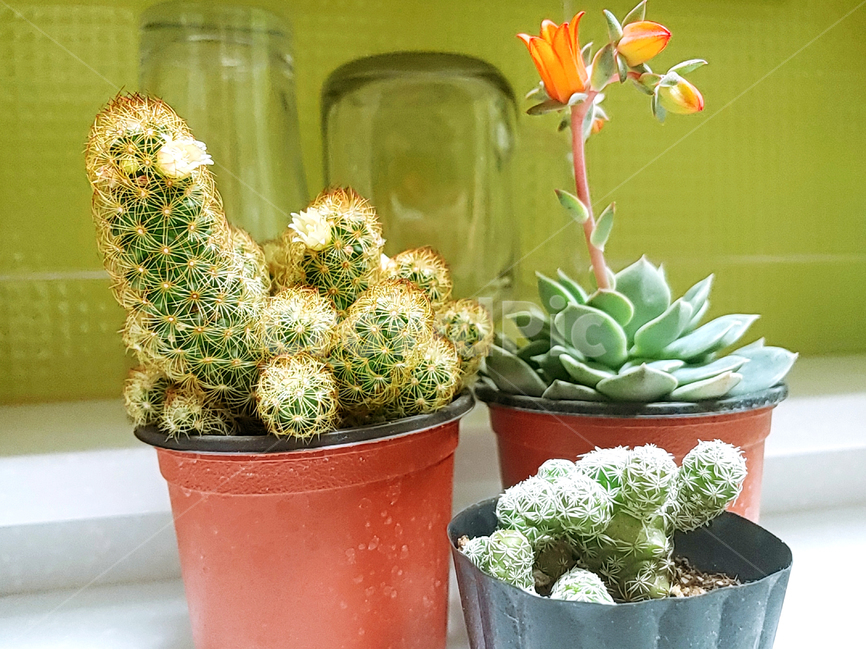 plant,식물,선인장,다육,꽃,다육꽃,선인장꽃,부엌,가정,가정집,부엌식물,화분