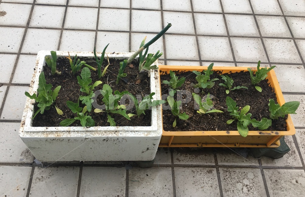 텃밭,상추,파,주말농장,농장,미니텃밭,농사,취미,흙,자연,실내용화초,화분,화초,house plant