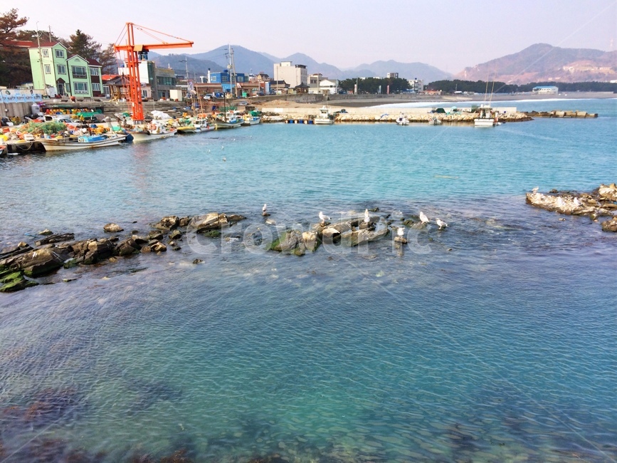 바닷가,어촌,갈매기,바다,seagull