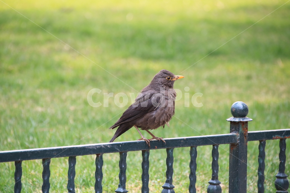새,작은새,야생동물,동물,잔디,귀여운,animal,bird,동물,animal,조류,새,birds