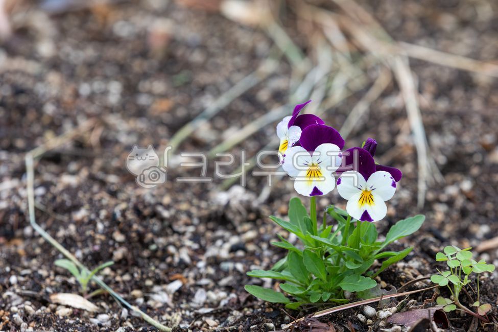 바이올렛뿔팬지,팬지,꽃,자연,보라색,흰색,꽃잎,초록색,잎,다년생식물,쌍떡잎식물,식물,야외,plant,nature,outdoor,violacornuta,purple,white,petal,green,leaf,flower