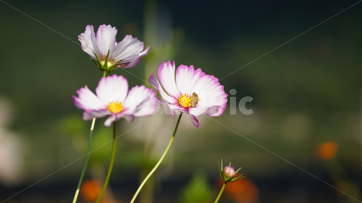 꽃,꽃길,코스모스,코스모스축제,식물,가을,계절,fall,autumn,season,식물,자연,plants,nature,꽃,flower,plant
