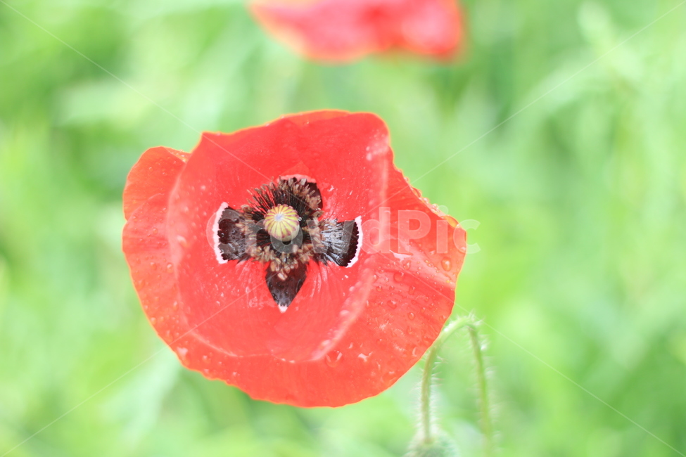 여름,향기,비,양귀비,위로,식물,자연,plants,nature,꽃,flower