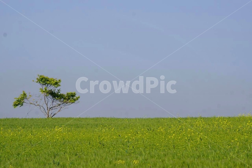 자연,식물,나무,초록색,감성,서정,trees,nature,green,그림자,하늘,sky,봄,spring,wood,계절,season,자연풍경,자연,풍경,nature,landscape,outdoors,옥외,grassland,목초지,field,들