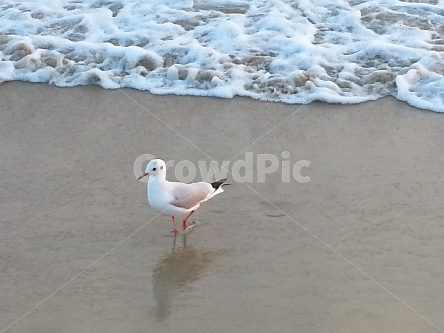 갈매기,바다,새,모래,물,파도,동물,동물,animal,조류,새,birds