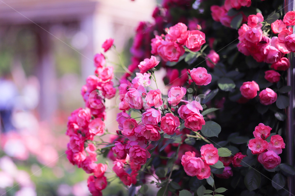 plant,식물,blossom,geranium,꽃,식물,자연,plants,nature,꽃,flower