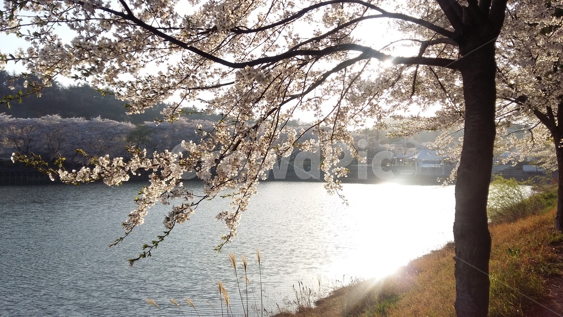 벚꽃,벚꽃나무,봄,꽃,풍경