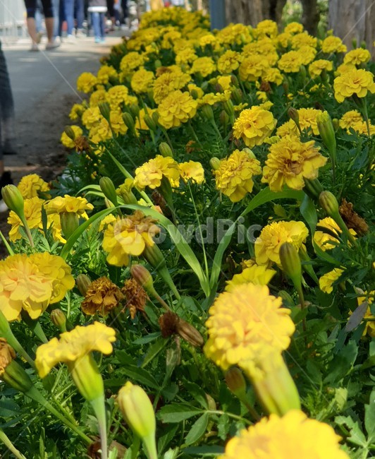 식물,꽃,국화,노란꽃,flower,식물,자연,plants,nature,꽃,flower