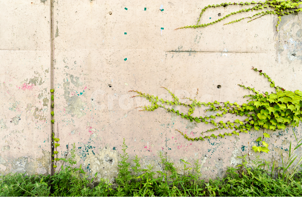 식물,여름,꽃,덩쿨,담장,벽,나뭇잎,담쟁이,식물,자연,plants,nature