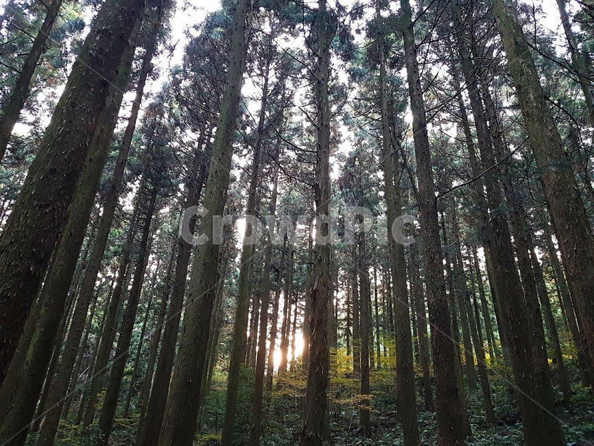 숲,삼나무숲,삼나무,사려니숲,햇빛,자연,풍경,nature,landscape,tree,나무,plant,식물,vegetation,초목,land,땅,woodland,삼림지,outdoors,옥외,forest