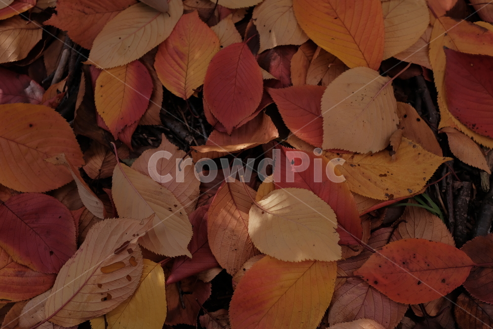 단풍,단풍잎,낙엽,빨강,노랑,나뭇잎,가을,가을,계절,fall,autumn,season,leaf,잎,plant,식물