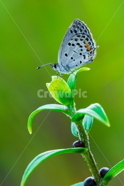 먹부전나비,부전나비과,곤충,동물,한국의나비,식물,자연,plants,nature,동물,animal,곤충,벌레,insect,bug