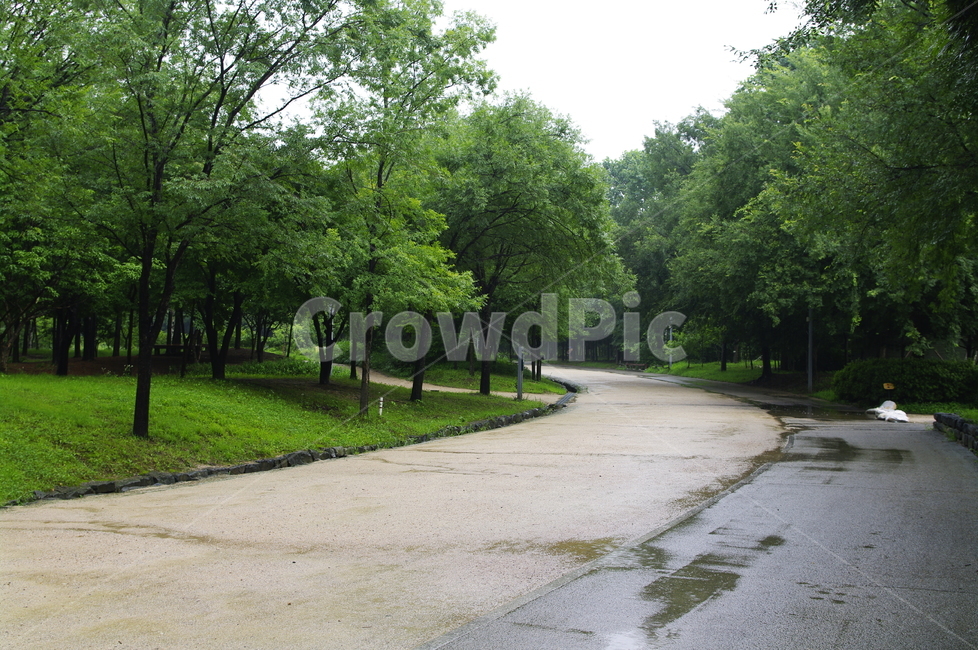 나무,식물,plant,자연,nature,길,숲,초록,비,자연,풍경,nature,landscape,tree