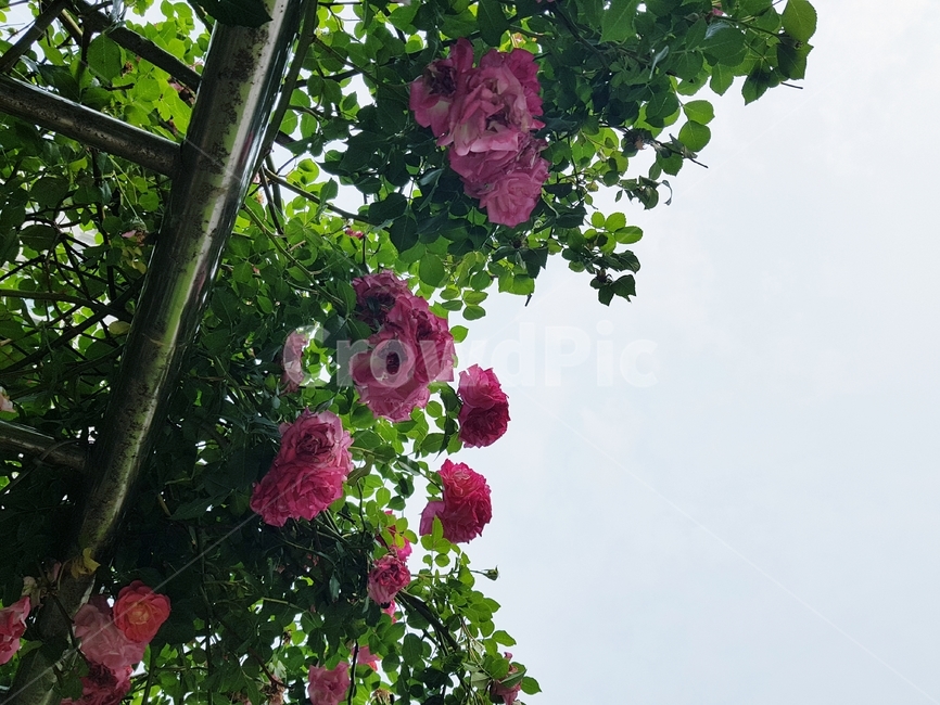 장미,꽃,rose,flower,자연,nature,하늘,sky
