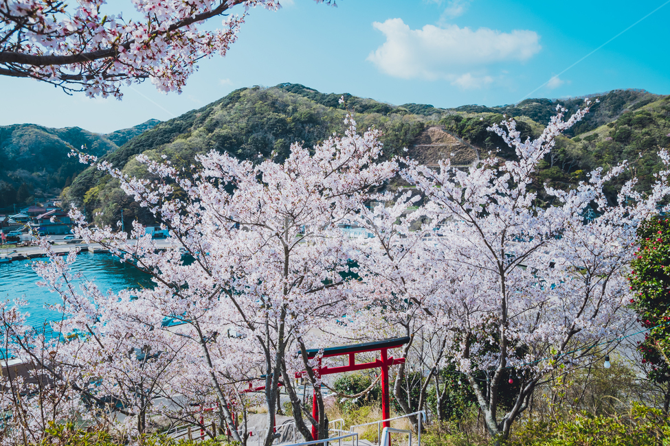 일본,벚꽃,봄,벚꽃축제,대마도,히타카츠,봄,계절,spring,season,자연,풍경,nature,landscape,해외,외국,세계,foreign,oversea,world,세계자연풍경,해외자연풍경,외국자연풍경,world nature landscape,종교,신앙,religion,belief,faith,감성,sensible,feeling,plant,식물,flower,꽃,blossom,cherry blossom