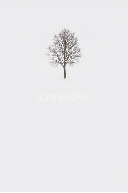 나무,겨울,눈,감성,왕따나무,tree,plant,식물,winter,겨울,계절,winter,season