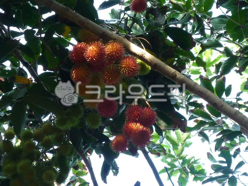 Southeast Asian fruits,Fruit,fruit,plant,Rambutan,vegetation,food