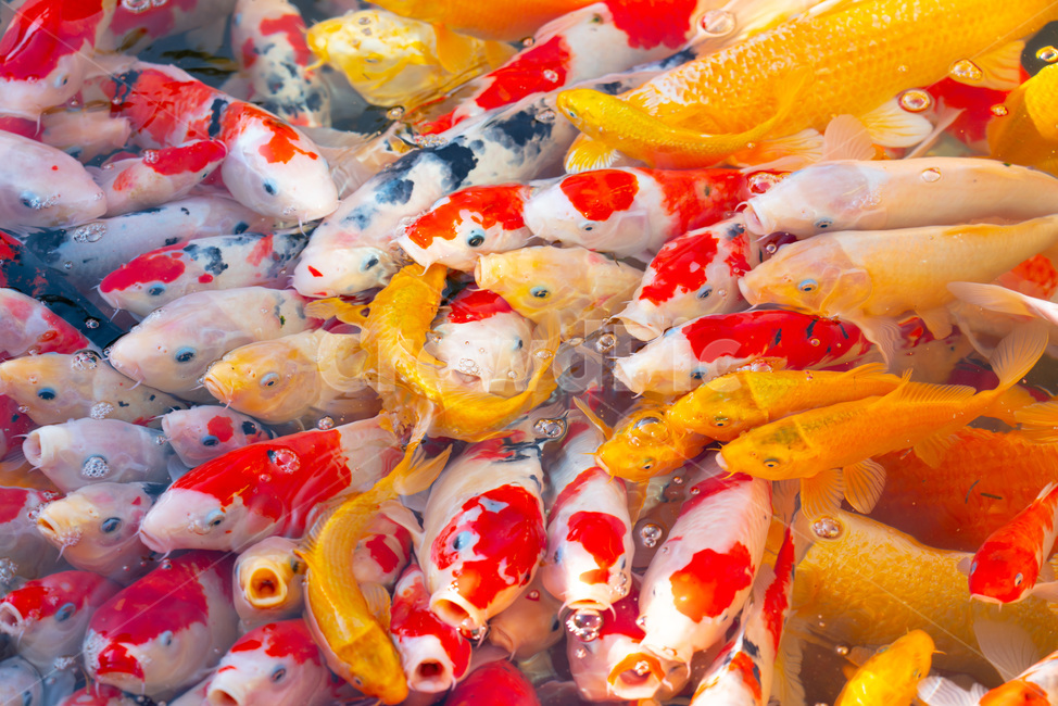 물고기,animal,동물,잉어,carp,fish