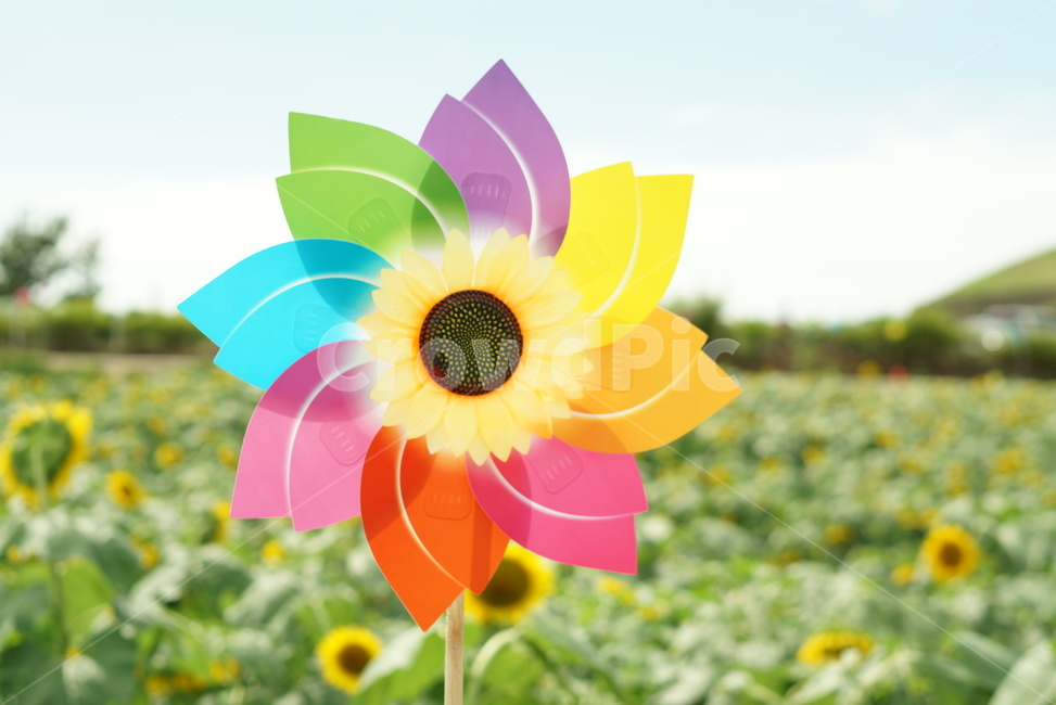 축제,해바라기,바람개비,무지개,sunflower,노랑색,파랑색,빨강색,주황색,녹색색,보라색,꽃,분홍색,감성,sensible,feeling,사물,물건,오브젝트,thing,object,matter