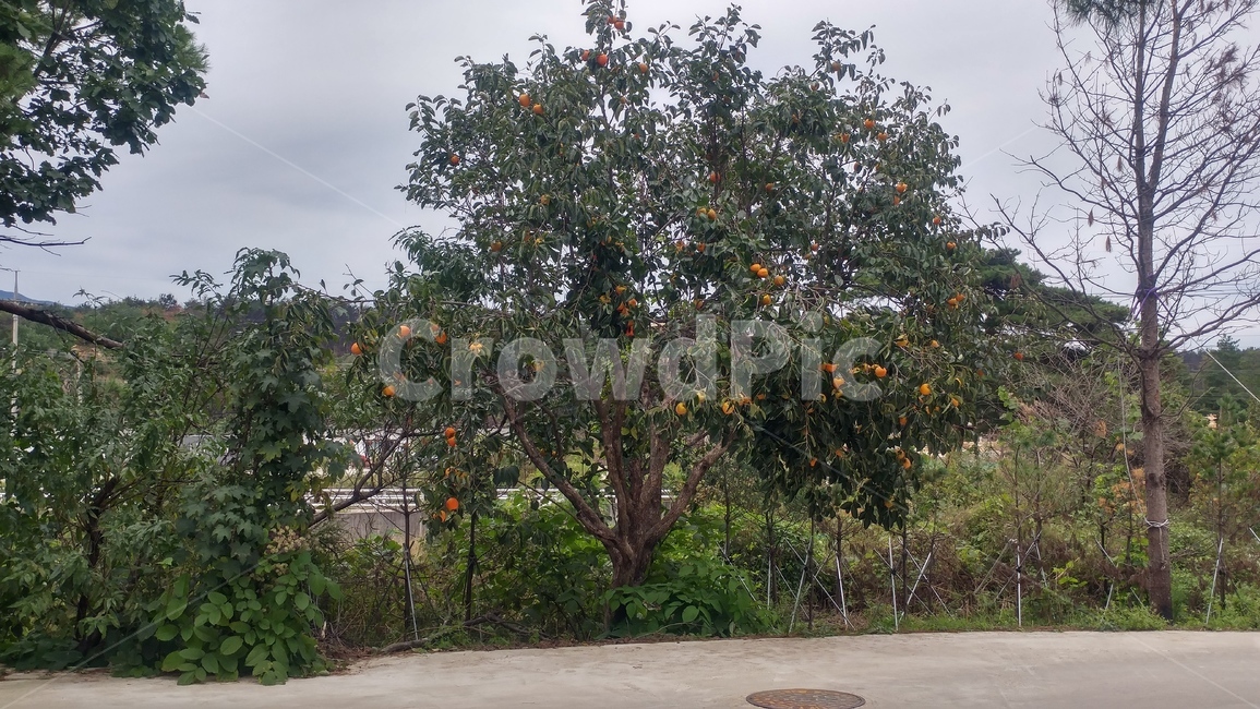 감,대봉,과일,나무,과실수,식물,자연,plants,nature,나무,trees,wood,과일,열매,fruit