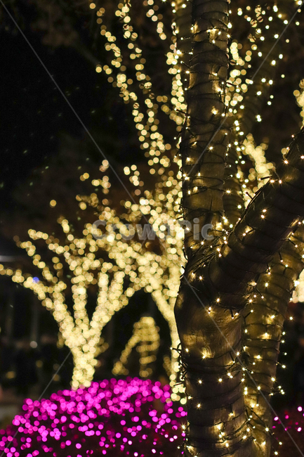 크리스마스,야경,christmas,크리스마스트리,겨울,outdoors,옥외