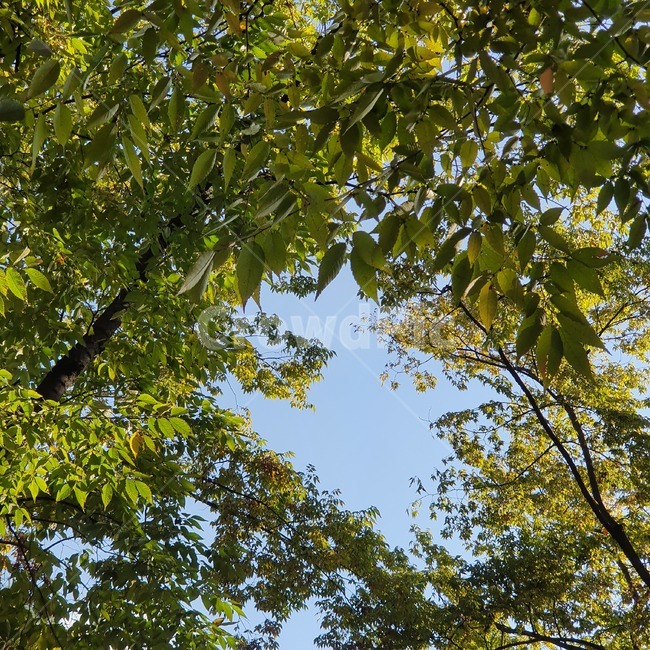 나무,tree,나무줄기,자연,nature,sky,하늘,식물,plant