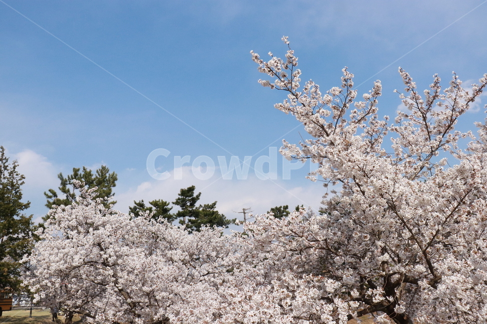 벚꽃,경주,벚꽃길,풍경,한국벚꽃,호수,벚꽃호수,벚꽃하늘,spring,flower,봄,계절,spring,season,꽃,flower,plant,식물,blossom