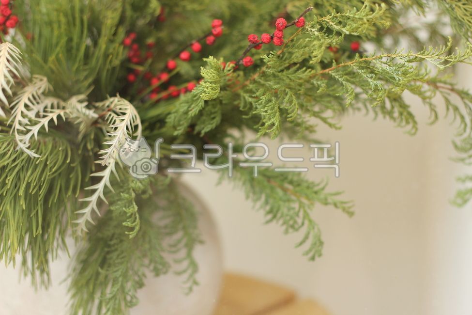 Red,green,color,Fruit,background,tree,flower arrangement,coniferous plant,leaf,conifer
