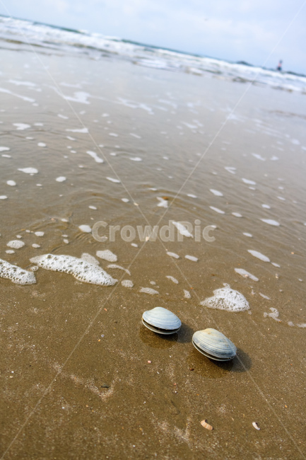 조개,바닷가,바다,모래,물,해변,바다,beach,sea