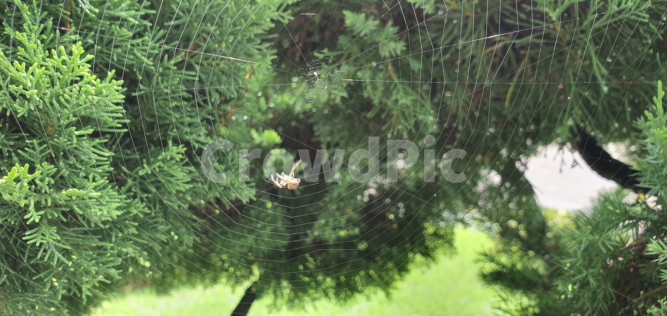 거미,거미줄,곤충,사냥,나무,자연,생물,곤충,벌레,insect,bug