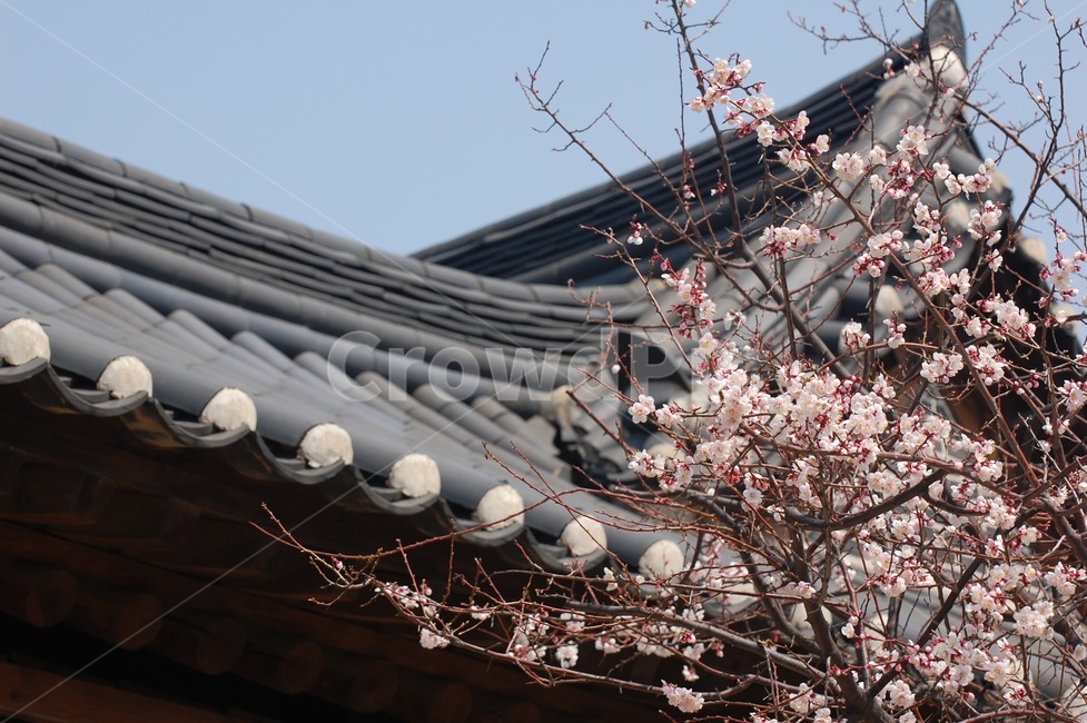 벚꽃,꽃,처마,한옥,전통가옥,한국전통,한국문화,korean traditional,korean culture,건축물,건물외관,exterior,building,structure,architecture,construction