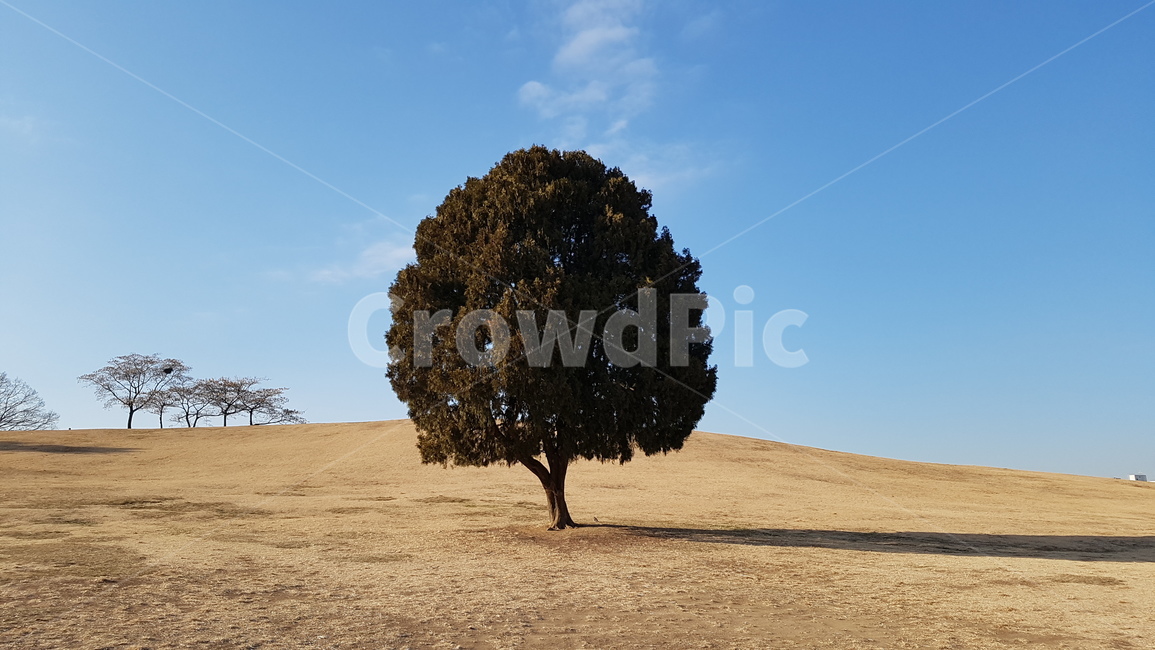 올림픽공원,나홀로나무,풍경,나무,들판,자연,풍경,nature,landscape,식물,plants,나무,trees,wood,tree,plant