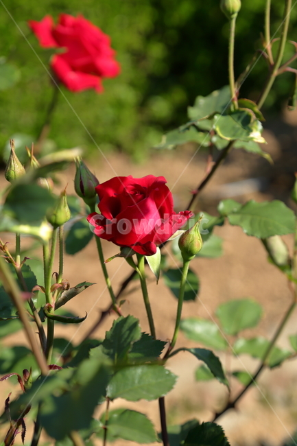 장미,장미꽃,빨간장미,분홍장미,rose,flower,아름다움,5월,6월