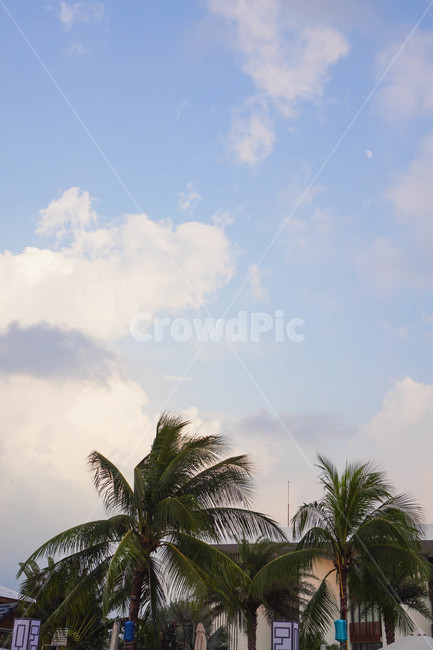 야자수,palmtree,나무,식물,plant,tree,여름,summer,arecaceae,하늘,달,식물,자연,plants,nature,나무,trees,wood