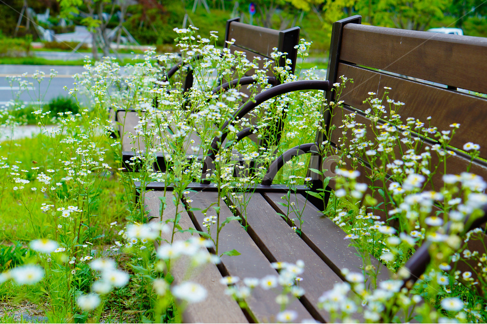 개망초,풀,꽃,의자,풍경,봄,식물,자연,plants,nature,꽃,flower