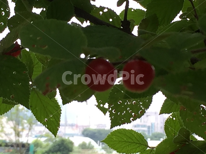 plant,식물,fruit,과일,앵두,과일,열매,fruit