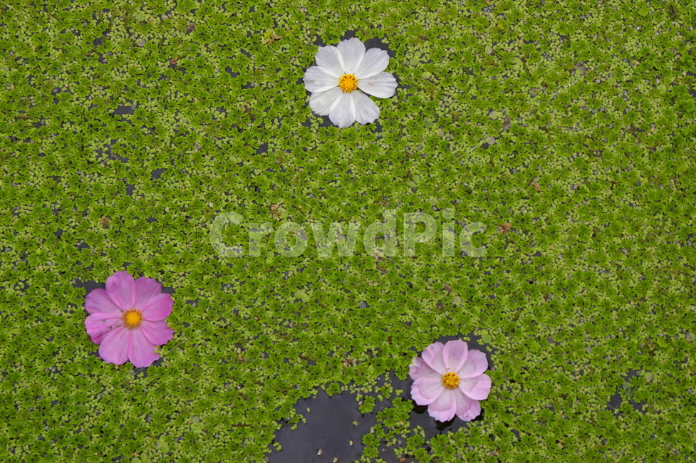 연못,초록,클로즈업,접사,plant,식물,petal,꽃잎,flower,꽃,leaf,잎,감성사진,식물,자연,plants,nature,꽃,flower