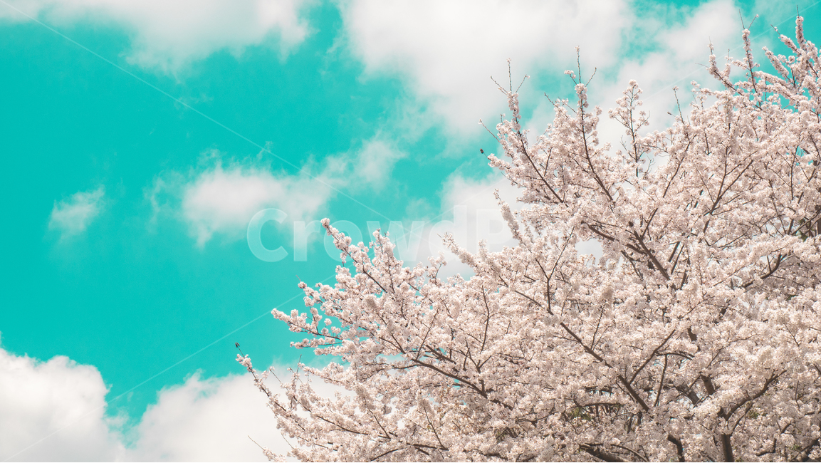 봄,벚꽃,꽃,하늘,하얀,분홍,나무,봄,계절,spring,season,색깔,색상,색채,색감,color sense,color sensitivity,feeling of color,plant,식물