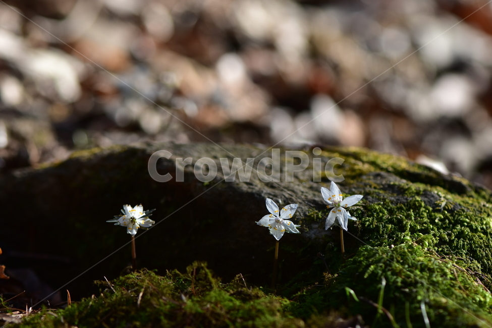 너도바람꽃,야생화,봄,꽃,풀꽃,자연,식물,식생,감성,힐링,plants,nature,spring,season,flower,emotion,feeling,흰색,초본,너도바람꽃속