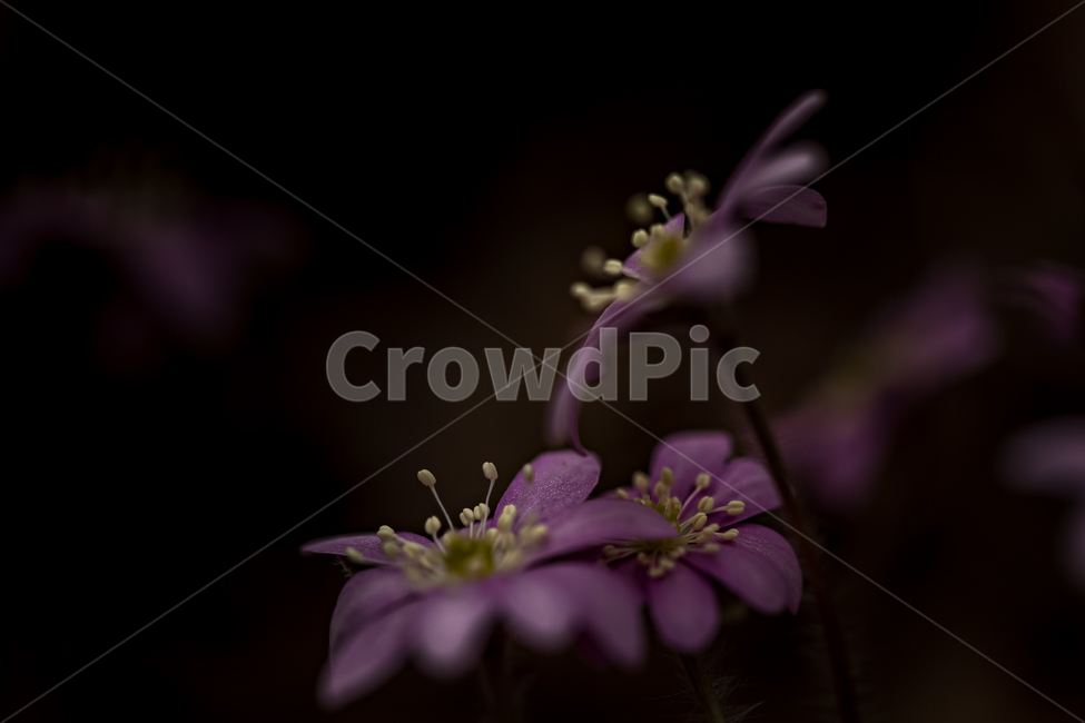 자연,풍경,꽃,야생화,노루귀,분홍노루귀,봄,접사,마크로,nature,landscape,wildflower,macro,spring,식물,자연,plants,nature,꽃,flower,감성,sensible,feeling