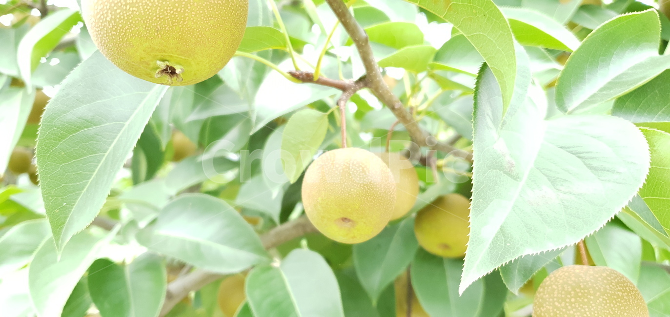 돌배,과일,식물,자연,배,pear,friut,plants,nature