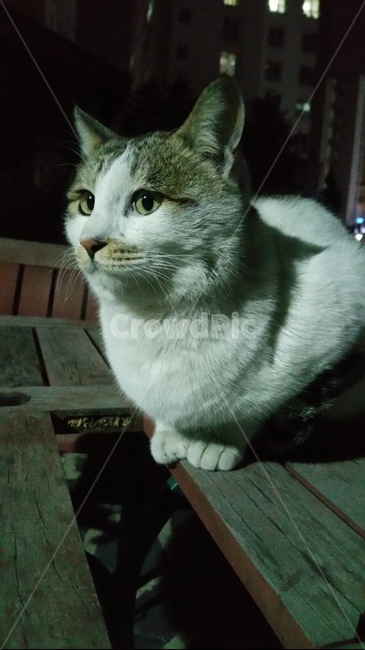 stray cat,dog cat,cat,animal