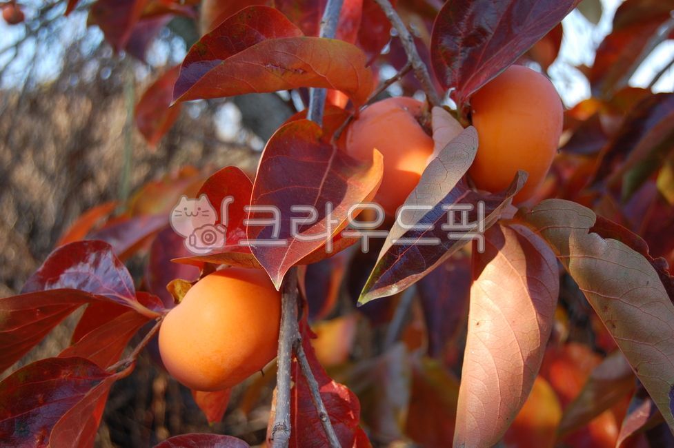 감,단감,감나무,가을,단풍,추석,가을과일,과일,fruit,식물,plant