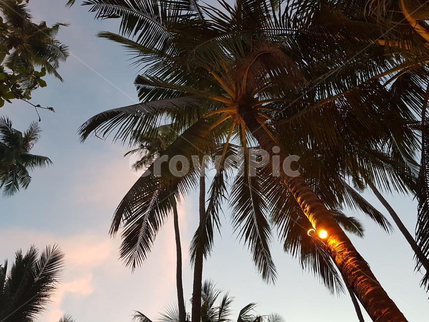 야자수,노을,palmtree,plant,식물,tree,나무,식물,자연,plants,nature,나무,trees,wood