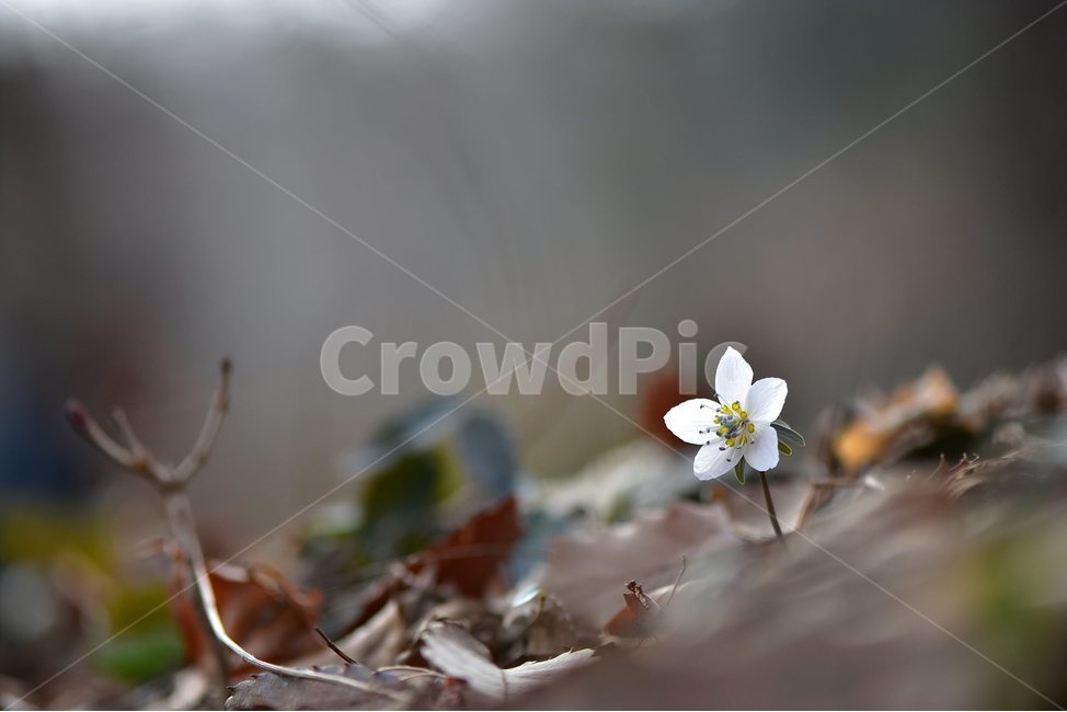 Geoje Island,spring,spring flowers,healing,ecology,plants,grass,beoleum,season,February,mountain flower,flowers,Flower,nature,Ranunculaceae,tree,woody,flower,Byeonsan Wind Flower,herbaceous,2018,wildflower,ecological photography,background,plant,sensitivi