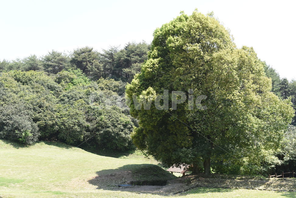 옥룡사지,사찰터,폐사지,옥룡사,유적,문화유적지,field,들,outdoors,옥외,plant,목초지