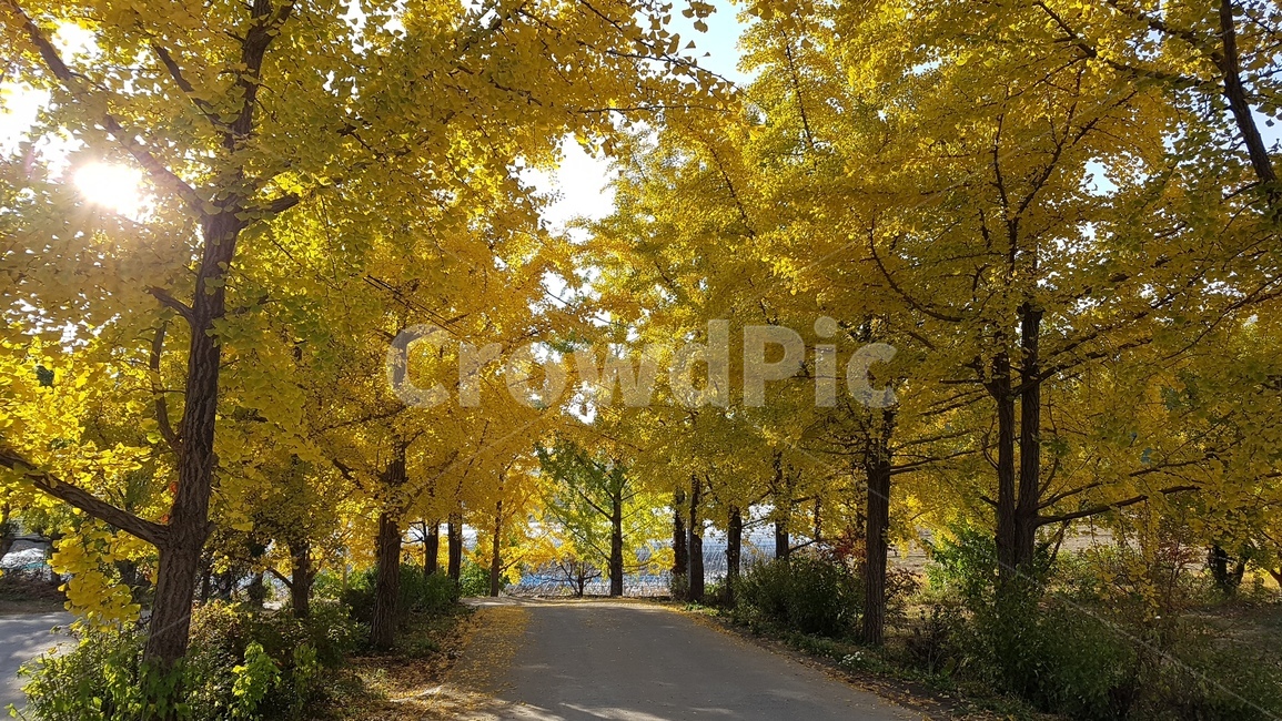 가을,은행나무,공원,산책길,낙엽,가을,계절,fall,autumn,season,자연,풍경,nature,landscape,asphalt,아스팔트,plant,식물,tree,나무